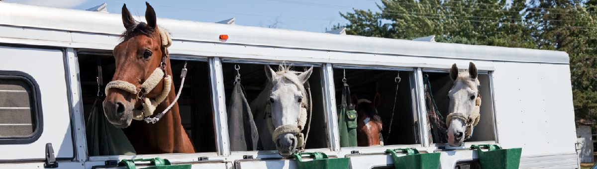 Horse Move: la piattaforma per il trasporto cavalli. Noleggia mezzi, trova trasportatori. Confronta prezzi, leggi feedback, paga sicuro.