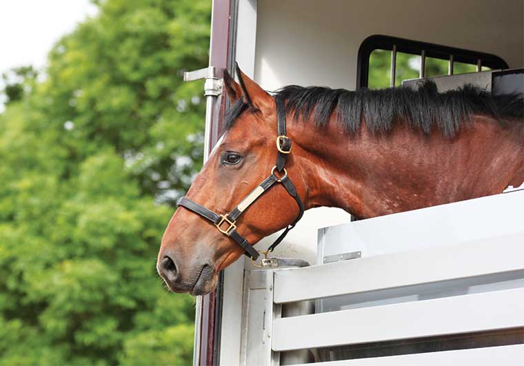 Horse Move: la piattaforma per il trasporto cavalli. Noleggia mezzi, trova trasportatori. Confronta prezzi, leggi feedback, paga sicuro.